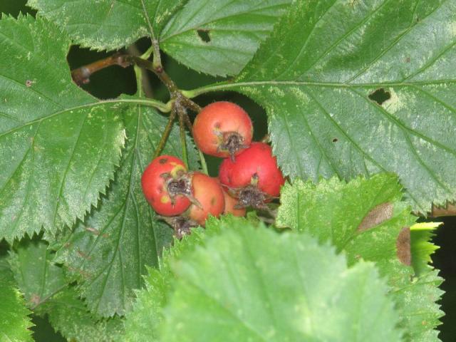 Harbison's hawthorn fruit