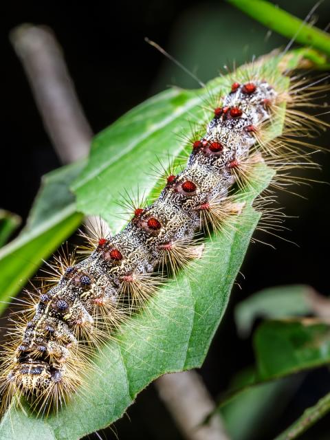 A gypsy moth caterpillar feeding on shrub leaves