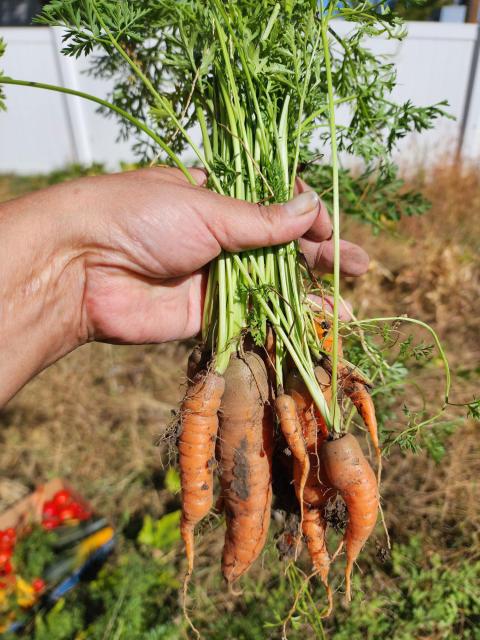 Omaha Tribe of Nebraska WIC staff holds carrots from garden