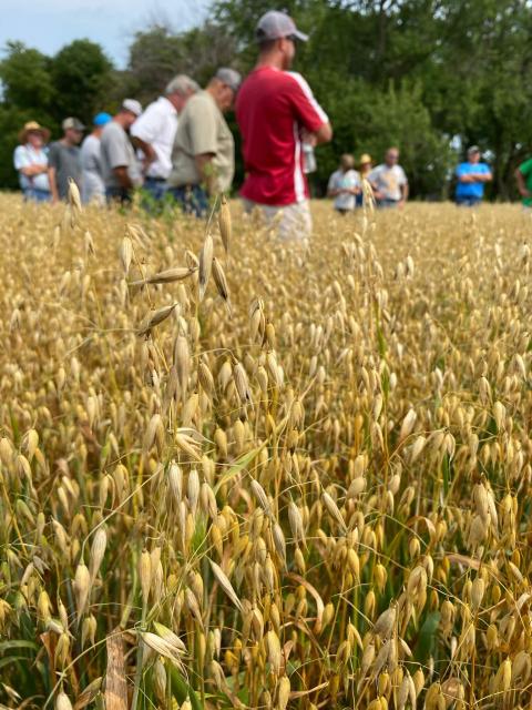 Attendees gather in Alec Amundson's oat field during his Practical Farmers of Iowa field day on July 13, 2021