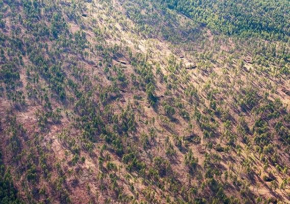 Aerial view of Zuni Mountain Collaborative Forest Landscape Restoration project