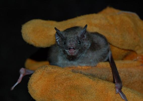 A vampire bat in Mexico