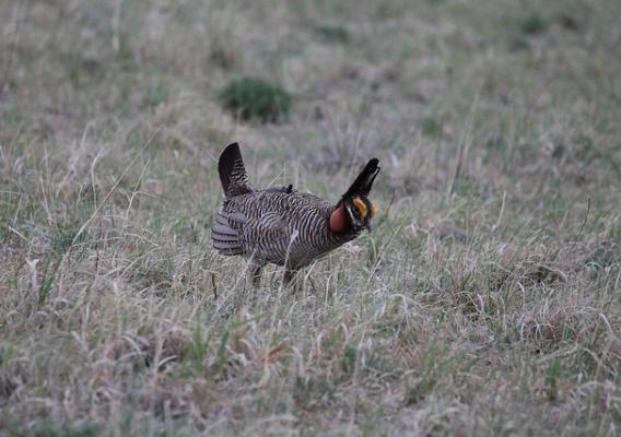 A lesser prairie-chicken outfitted with a satellite telemetry harness on its back in CRP grass cover