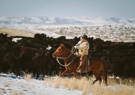 Wyoming cowboy herding beef cattle