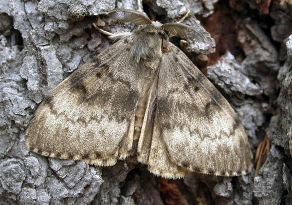 An adult male moth with grayish-brown wings with a feathery antenna and a wingspan of 1 ½ inches