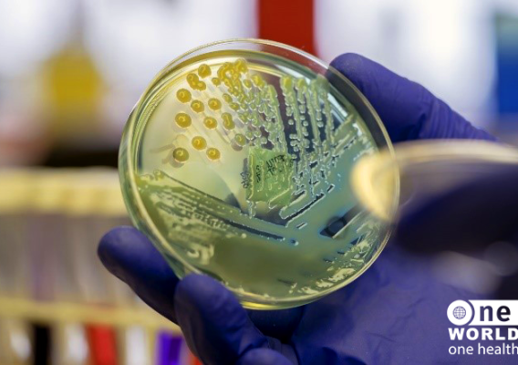 Antibiotic bacteria