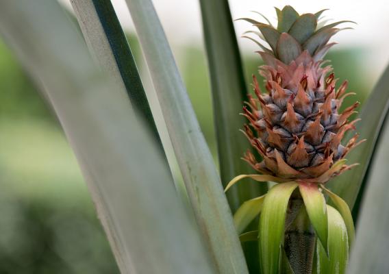 Close-up of young, growing pineapple