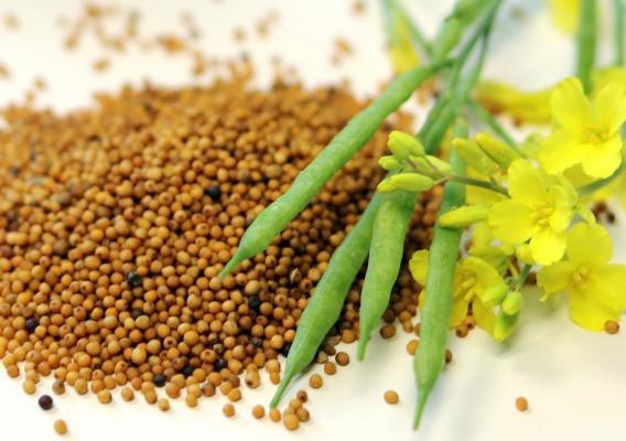 Crushed Ethiopian mustard seeds