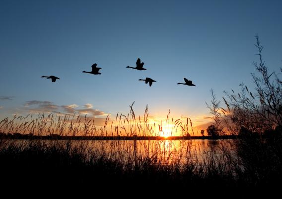 Geese flying over a sunset