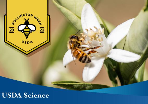 A honey bee feeds on an orange tree blossom with a graphic in the top left corner of the image that says, Pollinator Week 2022 and a blue border on the bottom of the image that reads, USDA Science