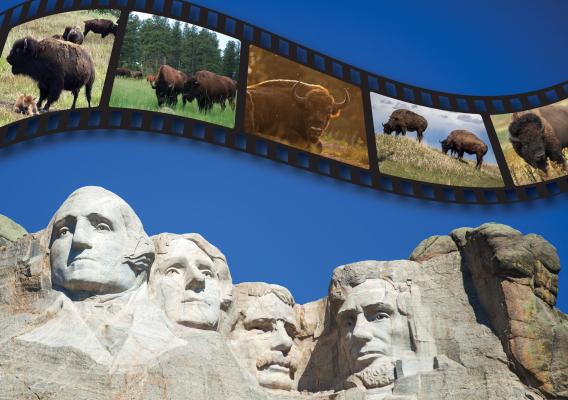 Mount Rushmore busts of American Presidents and bison in South Dakota