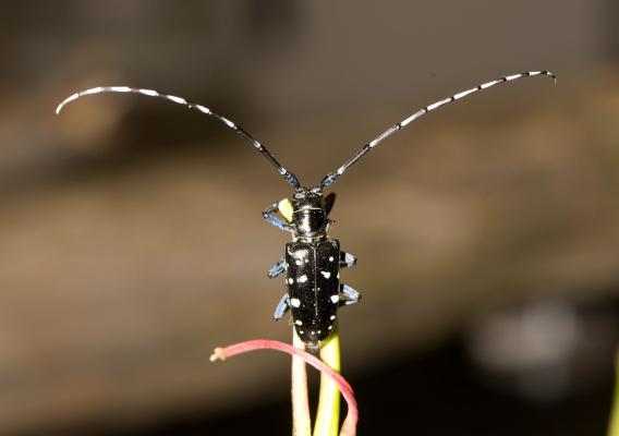 Back side of live Asian longhorned beetle (ALB) on plant