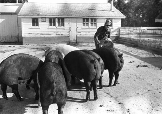A young farmer raises pigs on his farm in Iowa in September 1976