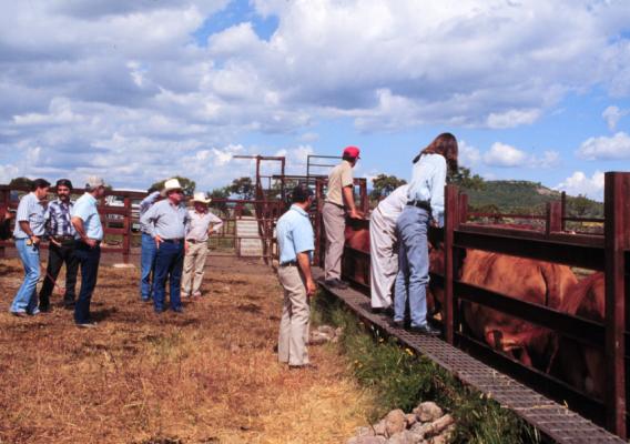 APHIS and SENASICA work in tandem with Mexican cattlemen to inspect for bovine tuberculosis, brucellosis, cattle fever ticks and other vesicular diseases in cattle destined to be exported to the United States
