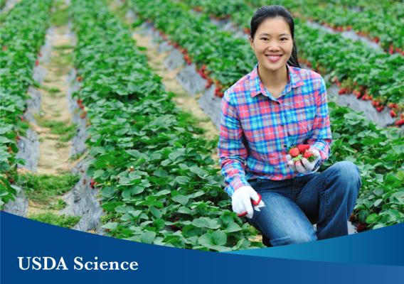 A woman holding strawberries sitting in a strawberry farm with USDA Science header