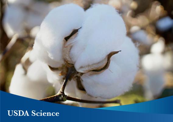 A cotton plant with the USDA Science text overlay