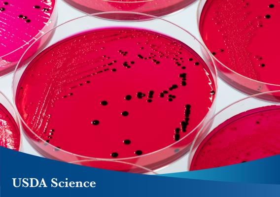 Agar plates to isolate and identify Salmonella. (Photo by Stephen Ausmus)