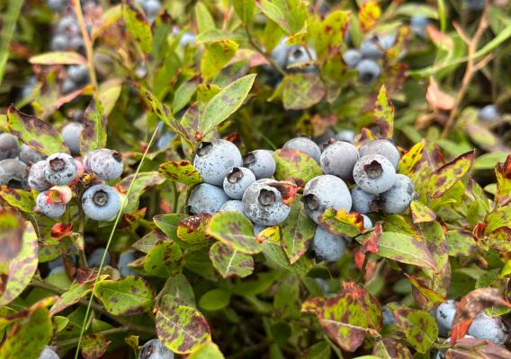 Wild blueberries on bushes