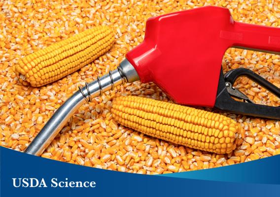 Generic photo of ethanol gasoline fuel nozzle and corn kernels. (Source: Getty Images—via REE royalty-free license)