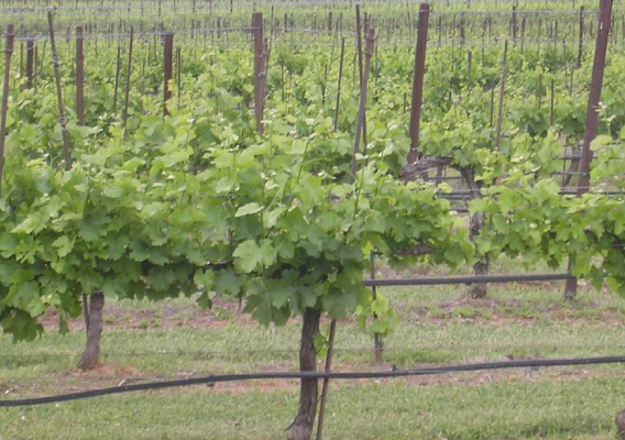 A Texas Vineyard