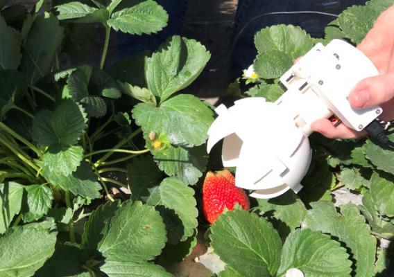 A tool to pick strawberries