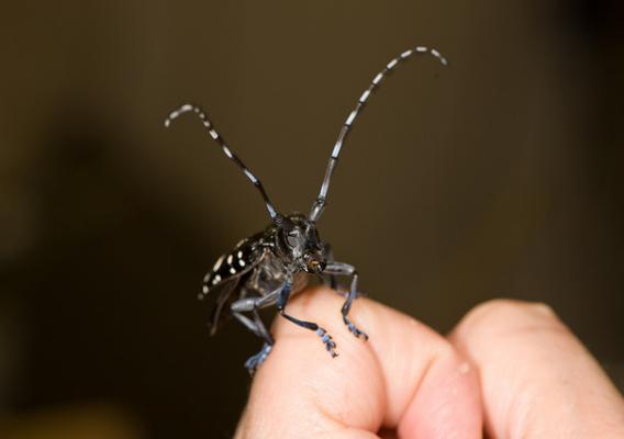 An Asian longhorned beetle