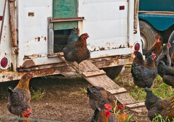 Laying hens freely enter and exit discarded horse trailers