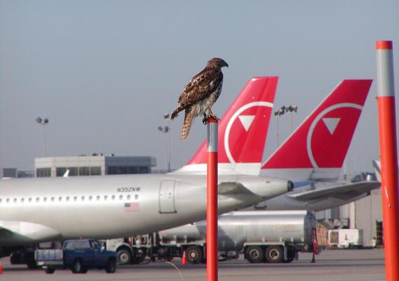 A red-tailed hawk perching near an airport terminal