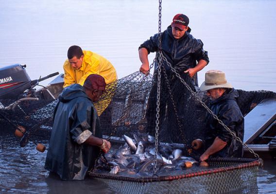 Fish farmers in Mississippi