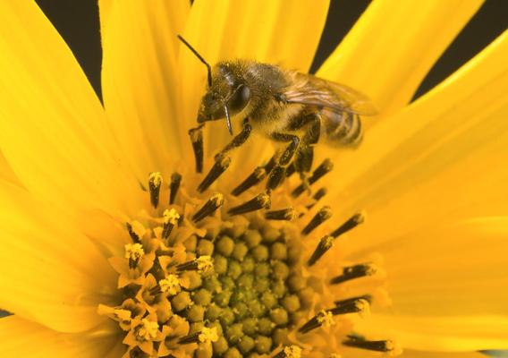 A bee gathering pollen and nectar from a helianthus flower