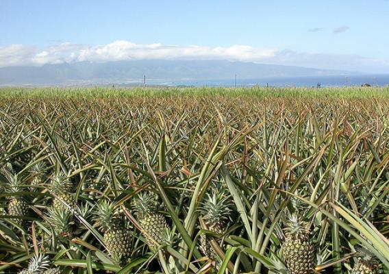A field of pineapples in Maui, Hawaii