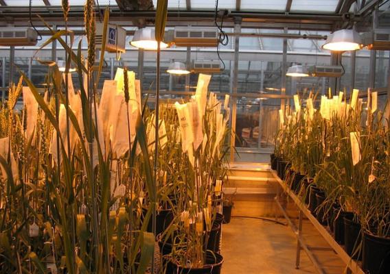 A greenhouse with wheat