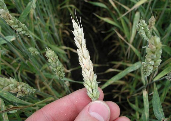 Typical premature whitening of a wheat head infected with the fungus that causes Fusarium head blight