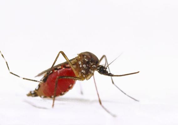 An engorged female Aedes aegypti mosquito