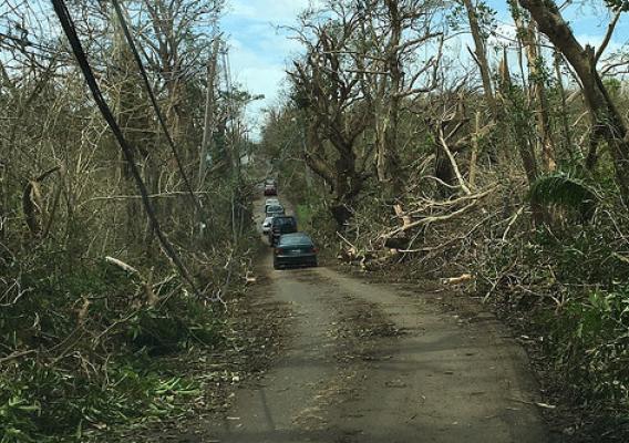 Cars navigating down a recently cleared road in Puerto Rico