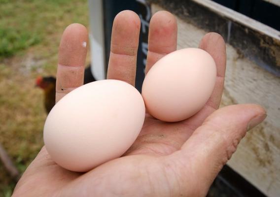 A person holding two eggs