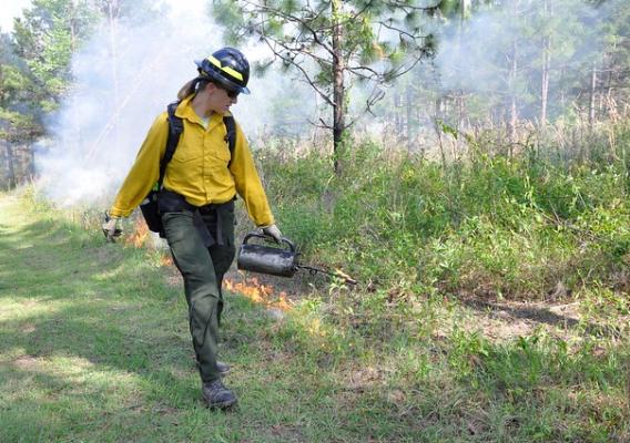 Louise Loudermilk conducting controlled burning with a drip torch