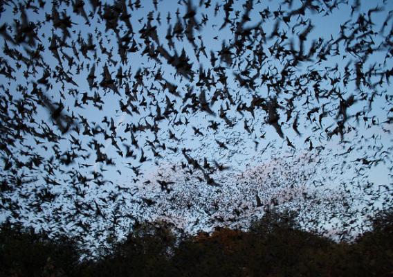 Mexican free-tailed bats exiting Bracken Bat Cave