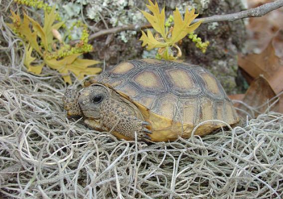 A gopher tortoise