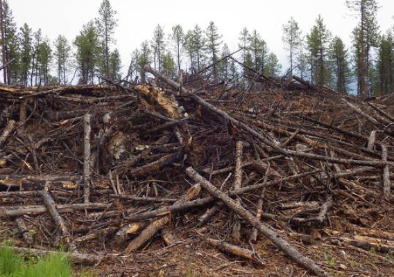 Wood waste that can be converted into biochar