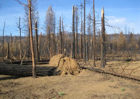 Deadwood left from the Eiler Fire of 2014