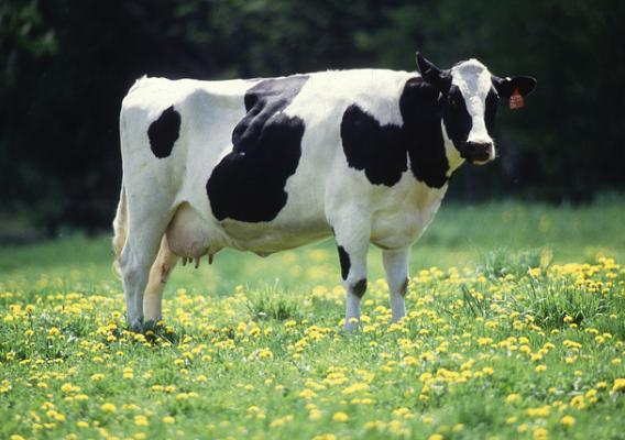 A Holstein cow stands in an open field. USDA photo