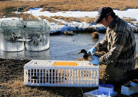 USDA-WS wildlife disease biologist Jared Hedelius collecting a sample from a wild mallard