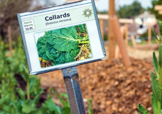 A sign that says Collards
