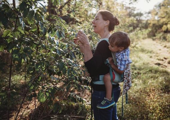 Sarah DePasquale of Fiddler’s Bend Farm in Pennsylvania harvests elderberries
