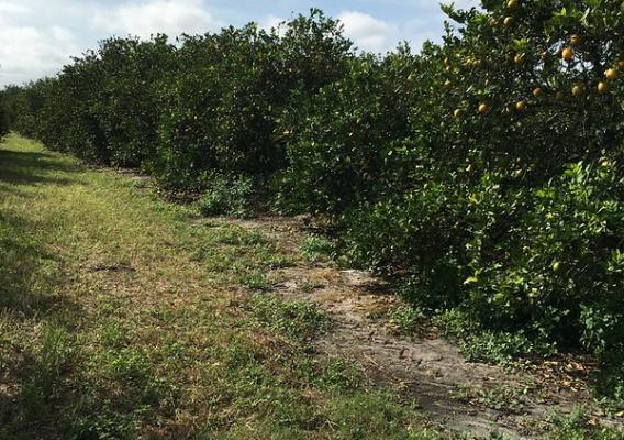 Citrus trees in Florida