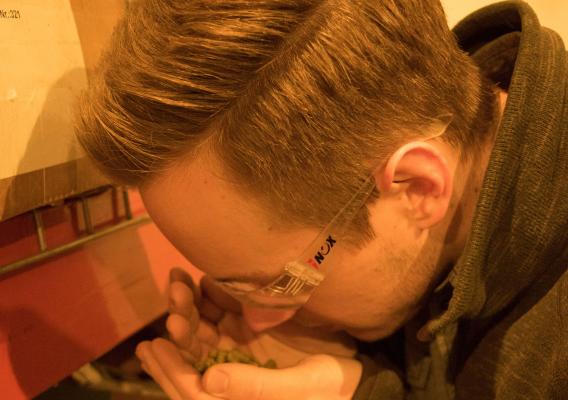 Martin Toft smells pelletized hops to check for quality