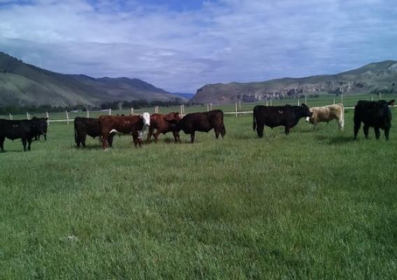 Idaho cattle in front of mountains