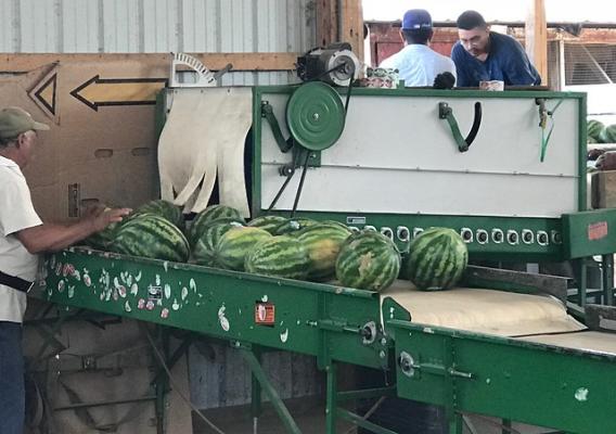 Watermelon on a machine