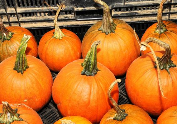 Pumpkins at USDA's Farmer's Market